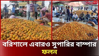 বরিশালে এবারও সুপারির বাম্পার ফলন | Barishal News | Areca Nut