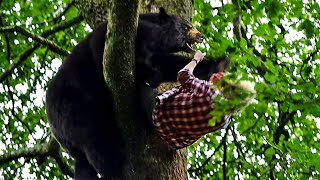 La scena dell'albero | Crazy Bear | Clip in Italiano