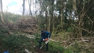 LIMPEZA DO TERRENO ARRANCANDO OS TRONCOS#sítio#vida no campo