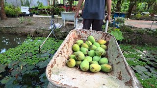 BẤT NGỜ THU HOẠCH XOÀI CÁT HÒA LỘC CHÍN CÂY MÍT CHÍN TRÁI NGỌT KHÔNG PHÂN THUỐC