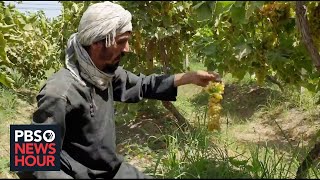 Taliban takeover threatens Afghan agriculture as farmers fear being forced to grow poppy