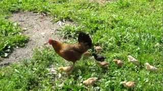 Kwoczki i ich niesforne kurczaki - Hens  and their unruly chickens