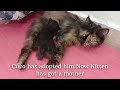 Rescue a Tiny Kitten who is Crying because its Mother has Left it Alone  Adopted black kitten