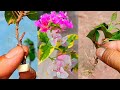 Unique Skill, How to Propagation Bougainvillea Branches With Garlic