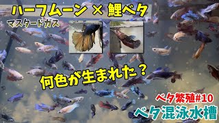 【ベタ繁殖#10】生まれた稚魚のカラーは？【ベタ混泳】