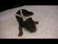 baby skunks at wildcare