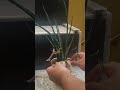 beautiful sansevieria plant unboxing shorts plants unboxing