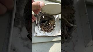 We had to get rid of their home - Dryer vent cleaning birds nest