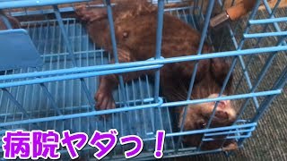 【カワウソ】病院が怖くてグズるしゃもじが可愛すぎる The otter which cries for fear of a hospital