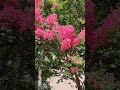 나무 배롱나무 목백일홍 🌺 lagerstroemia indica