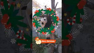 Merry Christmas 楓たんクリスマス🎄🎅🎁 パンダ楓浜🐼 #shorts