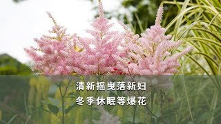 【海媽植物推薦20】清新搖曳落新婦，冬季休眠等爆花|Astilbe chinensis