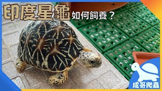 《寵物飼養教學》如何飼養「印度星龜」丨印度星龜品種介紹！丨成哥Chenge