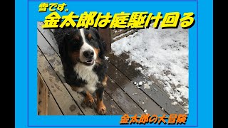 ぼく雪大好き！  金太郎  バーニーズマウンテンドッグ　大型犬 Bernese Mountain Dog　金太郎の大冒険