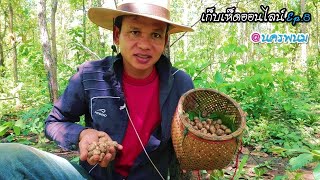 เก็บเห็ดเผาะดอกใหญ่ๆรอบ2 ดอกอ่อนๆสวยๆ ເກັບເຫັດໄທ เห็ดนครพนม ep.8 picking wild mushrooms Thailand