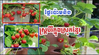 ទីបំផុត ផ្លែស្ត្រប៊ើរី និងផ្លែប៉ោម អាចដាំនៅស្រុកខ្មែរបានហើយ