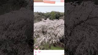 【天神山の大しだれ桜】#shorts #天徳寺#築上町#登山女子#しだれ桜 #満開 #桜