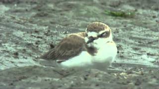 Kentish Plover　シロチドリ