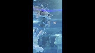 ‘Mermaid’ performer attacked at aquarium