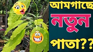 আম গাছে নতুন পাতা আসলে যে যে পরিচয় আছে আপনাকে করতেই হবে।