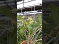 덴드로비움 토사엔세 난초 orchid dendrobium 화초 식물