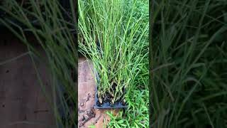 Propagated Vetiver