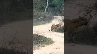 ઝાલાના ચિત્તા સફારી #wildlife #janglesafari #waildanimal #independenceday leopard 🐆