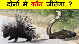 PORCUPINE मुँह पर हमला क्यों करते हैं ? Porcupine Attacks and Defense Mechanism.