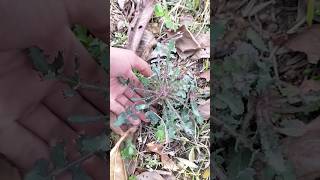 spiny Sowthistle plant agriculture farming