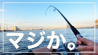 【奇跡】みなとみらいでイソメをぶっ込んだら、まさかの超高級魚が釣れた