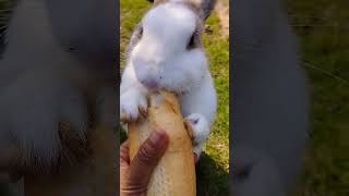 The little rabbit eating food #shortvideo #cute #rabbit #animals #pets #animalswithcameras #bunny