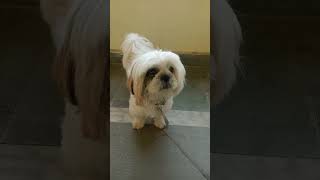 Shih Tzu (Teddy Dog) Basic Obedience