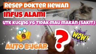 (RESEP DOKTER HEWAN) Pertolongan Pertama Mengobati Kucing Sakit Tidak Mau Makan Lemas