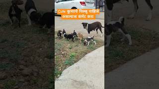 Cute कुत्र्याचे पिल्लू पाहिजे असल्यास कंमेंट करा #dog #doglover #dogshorts