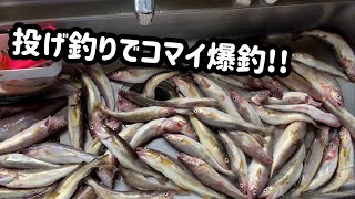 【釧路】投げ釣りでコマイが爆釣だと!?