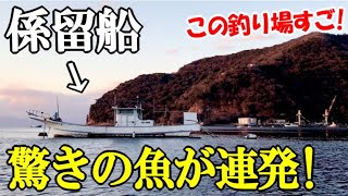 静かな湾に停泊する係留船に渡って釣りしたら驚きの釣果が！想定外の魚が連発して予想しない展開に【ちどり丸】