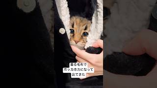 今年初の着る毛布 #猫 #サイベリアン #着る毛布 #ヤマネコ