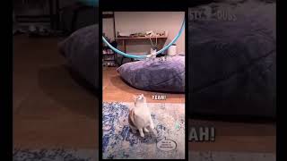 Funny cat voice over not my edit #fypシ #funny