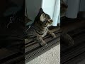 【元保護猫 シキ】 自宅警備員、今日はベランダもチェックするようです！