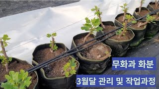 무화과화분3월의관리및작업  무화과나무물주는방법  무화과물주기 3월무화과관리 무화과귀농귀촌 무화과조기재배 무화과시설재배  무화과나무키우기  해남무화과 해남땅끝무화과  땅끝해남무화과