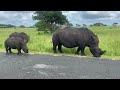 kruger national park south africa 2024 4k