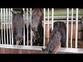 bringing horses in from the pasture. friesian horses.