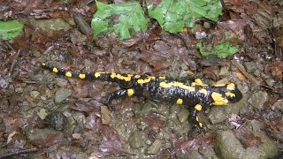 Fire Salamander, Hd. Stock Footage