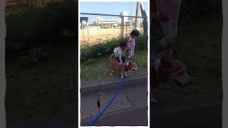 子供達と触れ合う愛犬#子供達は犬を見たら触りたがる！#保育所#癒し