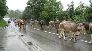 Almabtrieb in Allgaeu Alps