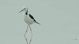 Shorebirds and waterbirds of the Ramsar wetlands | Port Phillip \u0026 Westernport CMA