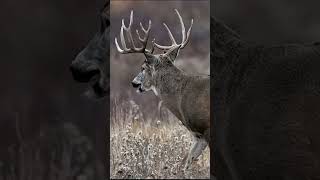 BIG DEER WITH BIG RACKS | 2025 #usa #deer #hunting #deerhunting #wildlife #whitetaildeer #deerhunter