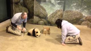 Bao Bao: cute, cuddly, warm