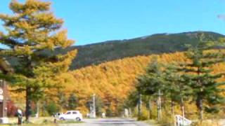 紅葉ドライブ 湯の丸高峰林道（ASAMA2000→高峰温泉）