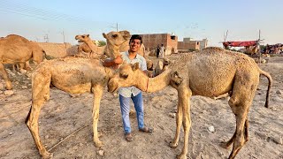 Hma Ya Dono Baby Camel Pasand Agai 😍